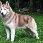 Husky, pure-bred, answers to Fudgers