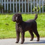 Poodle, short hair, Lost in Chester County, PA