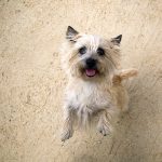 Cairn Terrier, lost in philadelphia area
