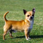 Chiwawa, light-brown, lost in yard