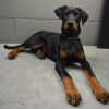 Doberman Pinscher