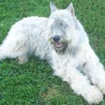 Bouvier, white hair, lost in New Orleans while camping